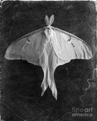 The Moth